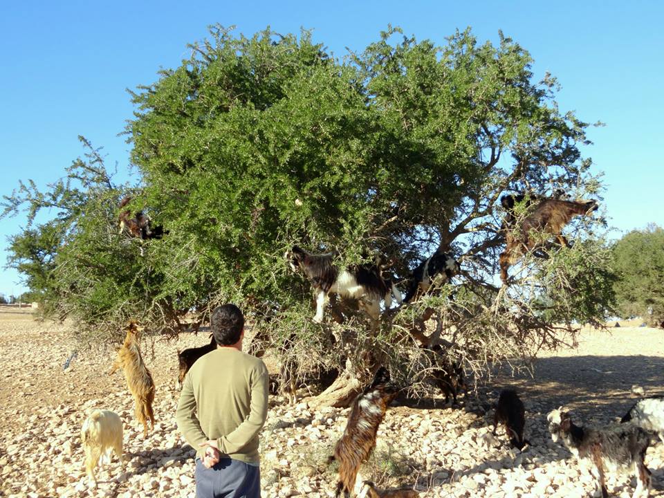 1471221_10152056291333188_450658072_n